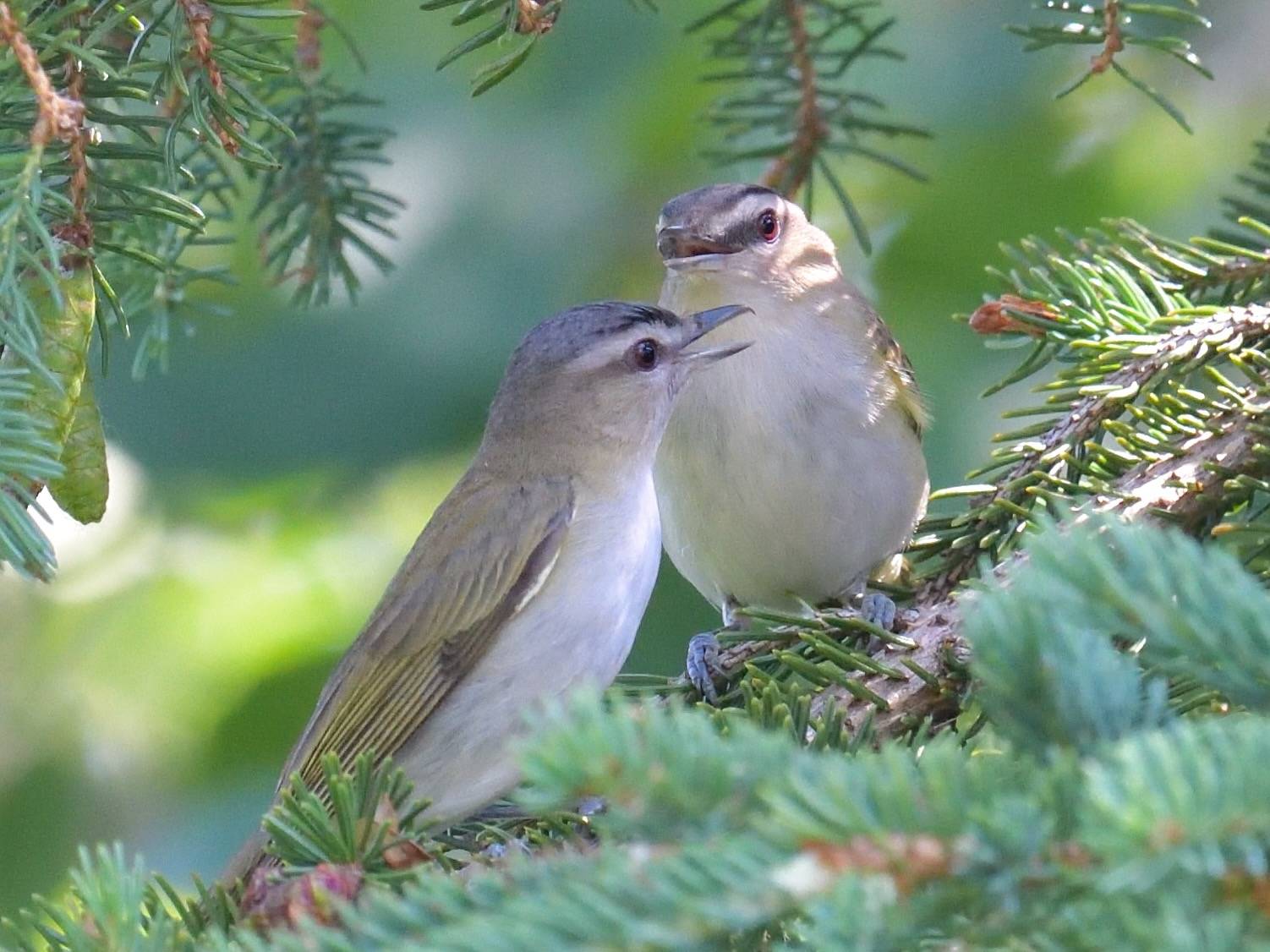 red-eyed vireo, viréo aux yeux rouges, vireo ojo rojo by pointrond is licensed under CC BY-NC 4.0